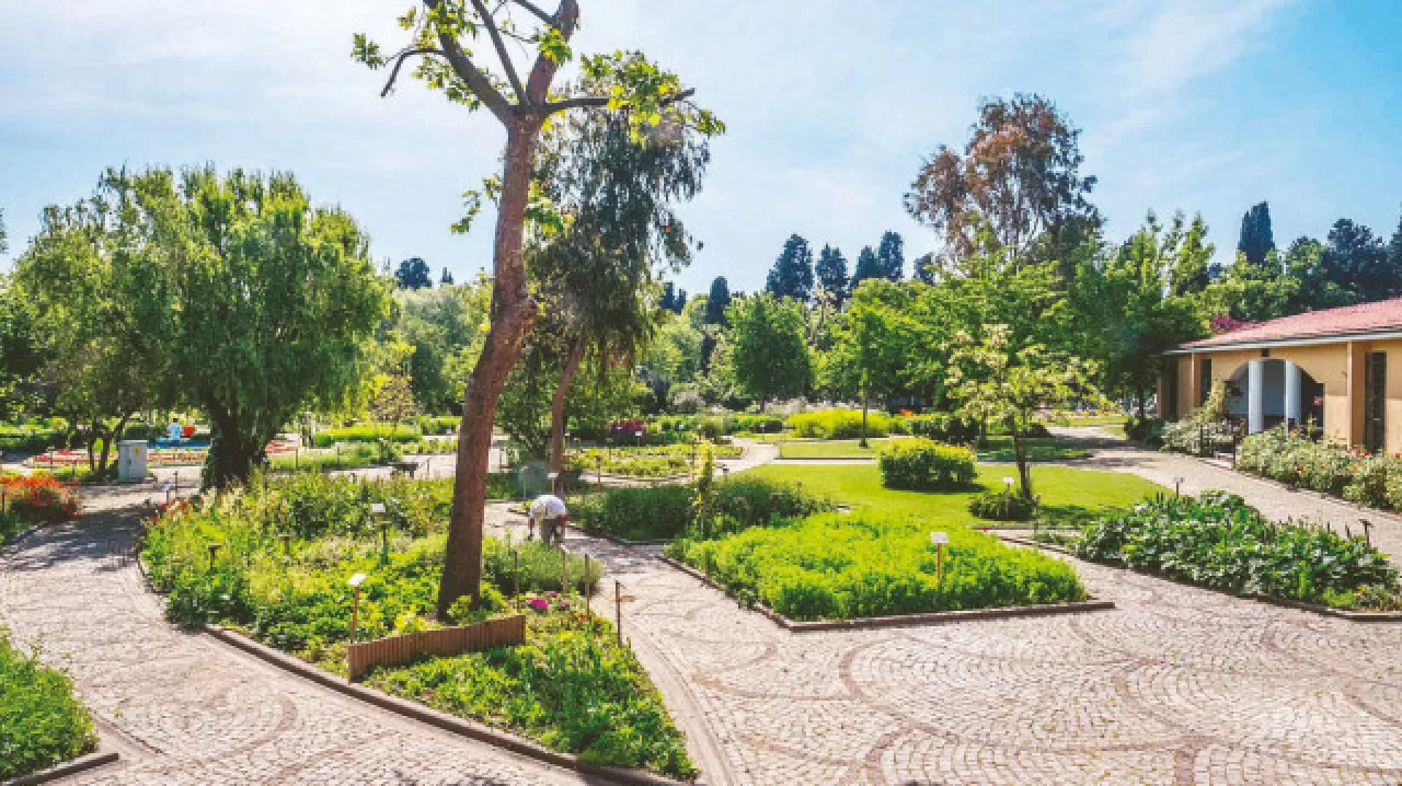 İstanbul'un Şifalı Bitki Bahçeleri: Binlerce Yıllık Tıbbi Miras Yaşıyor