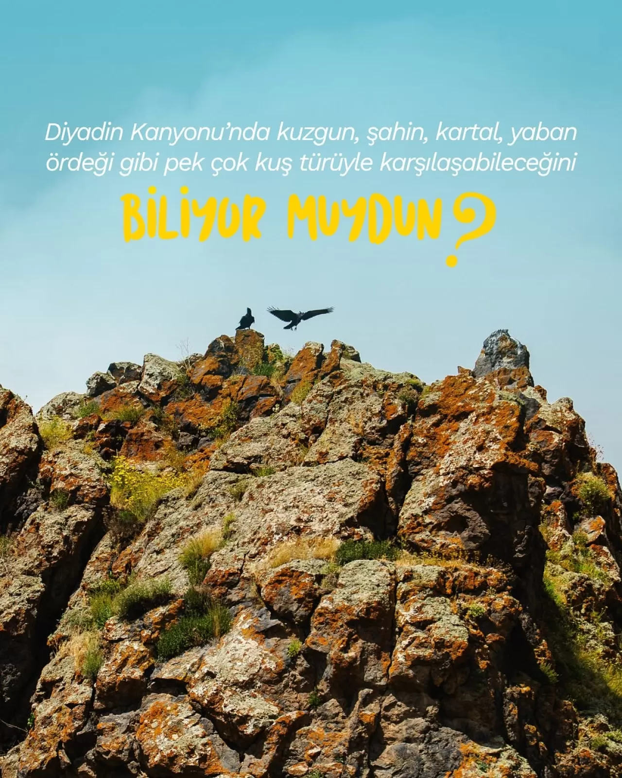 Diyadin Kanyonu, Doğa Tutkunlarını ve Kuş Türlerini Ağırlıyor