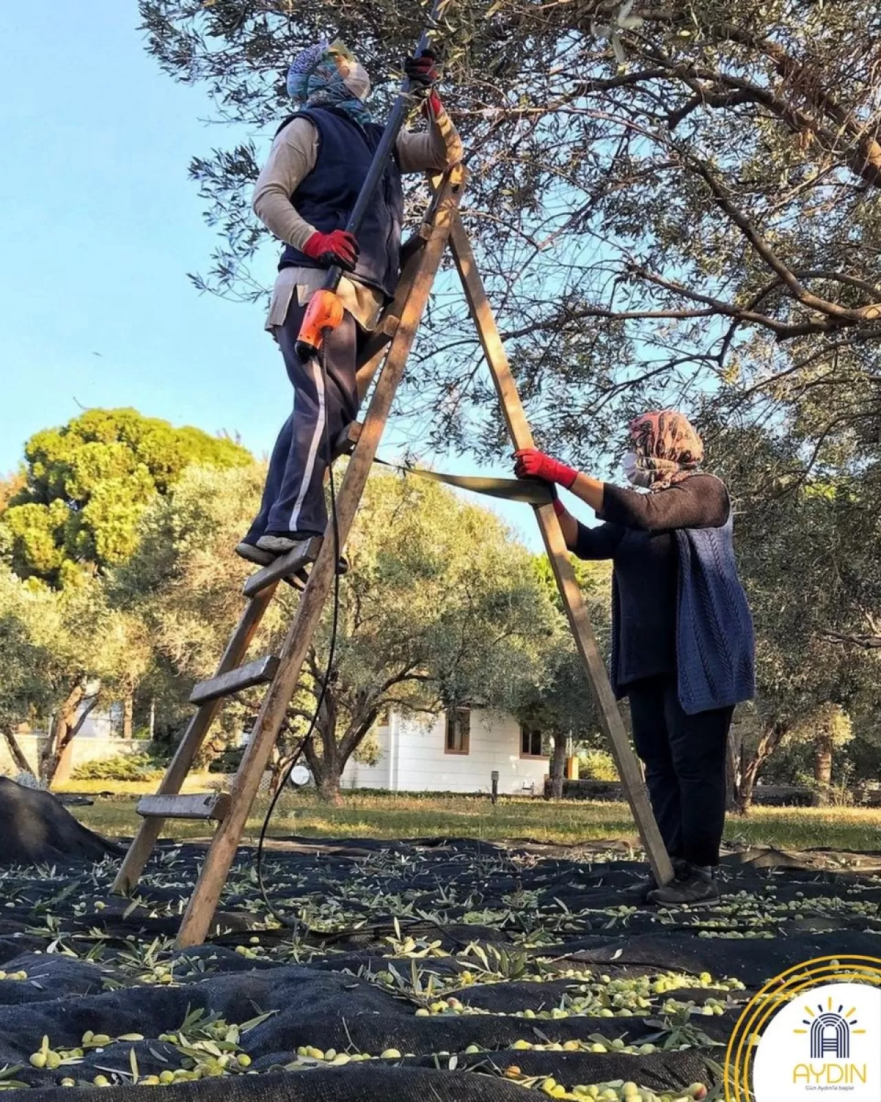 Aydın'da Zeytin Hasadı Başladı