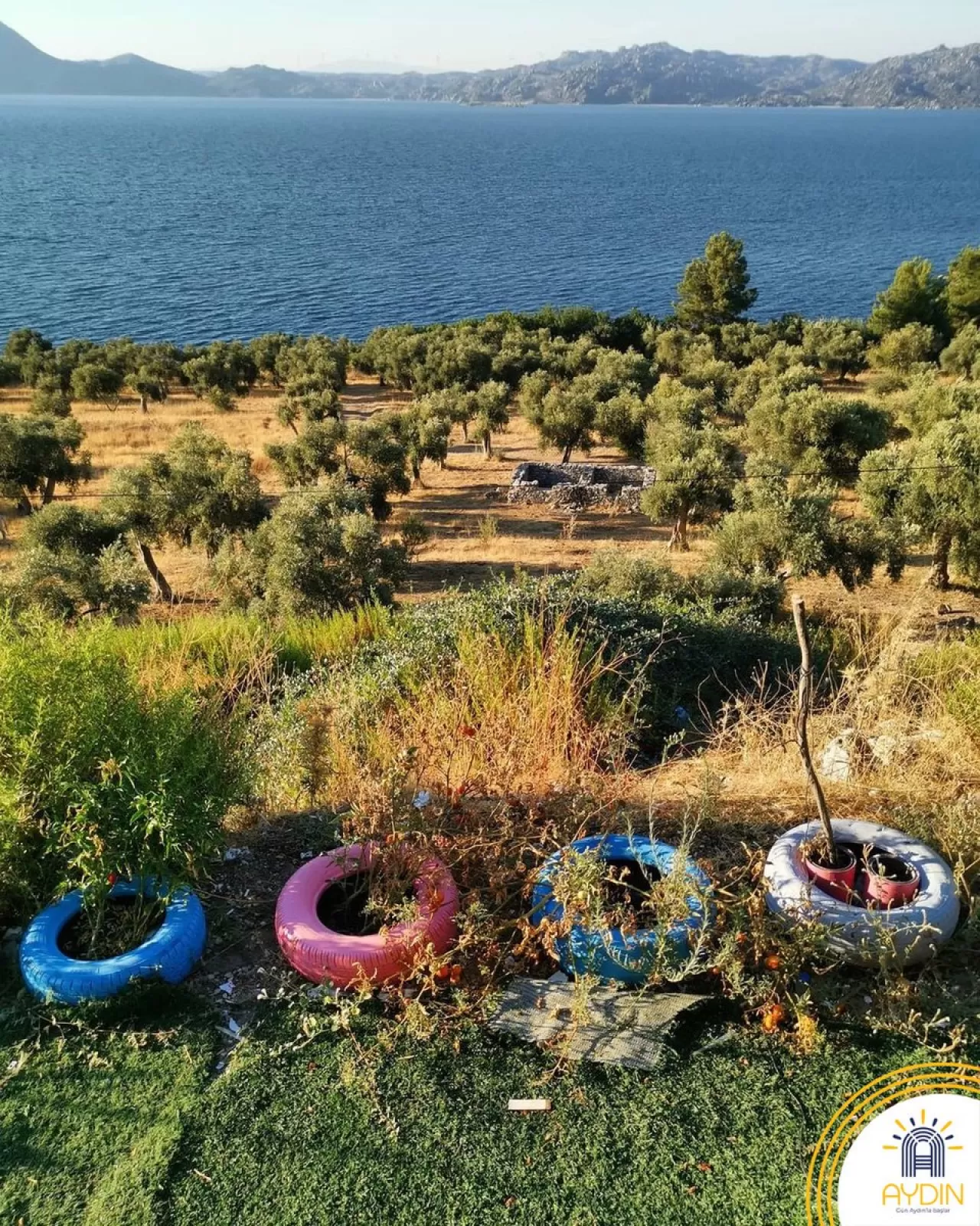 Aydın'ın Tarih ve Doğa Hazinesi: Bafa Gölü