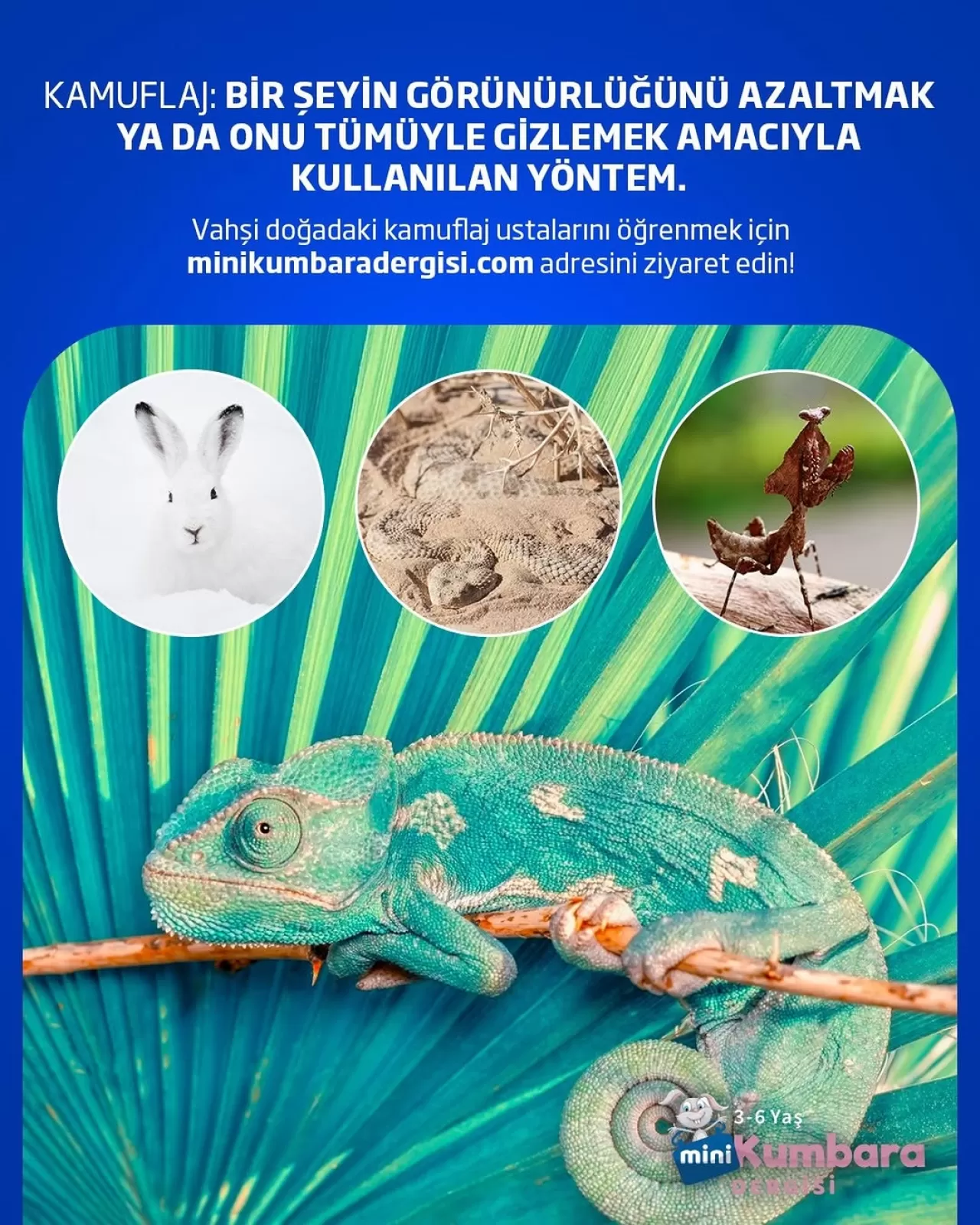 Doğanın Gizli Ustaları: Kamuflaj Yeteneği Yüksek Hayvanlar İnternet Sitesinde Tanıtılıyor