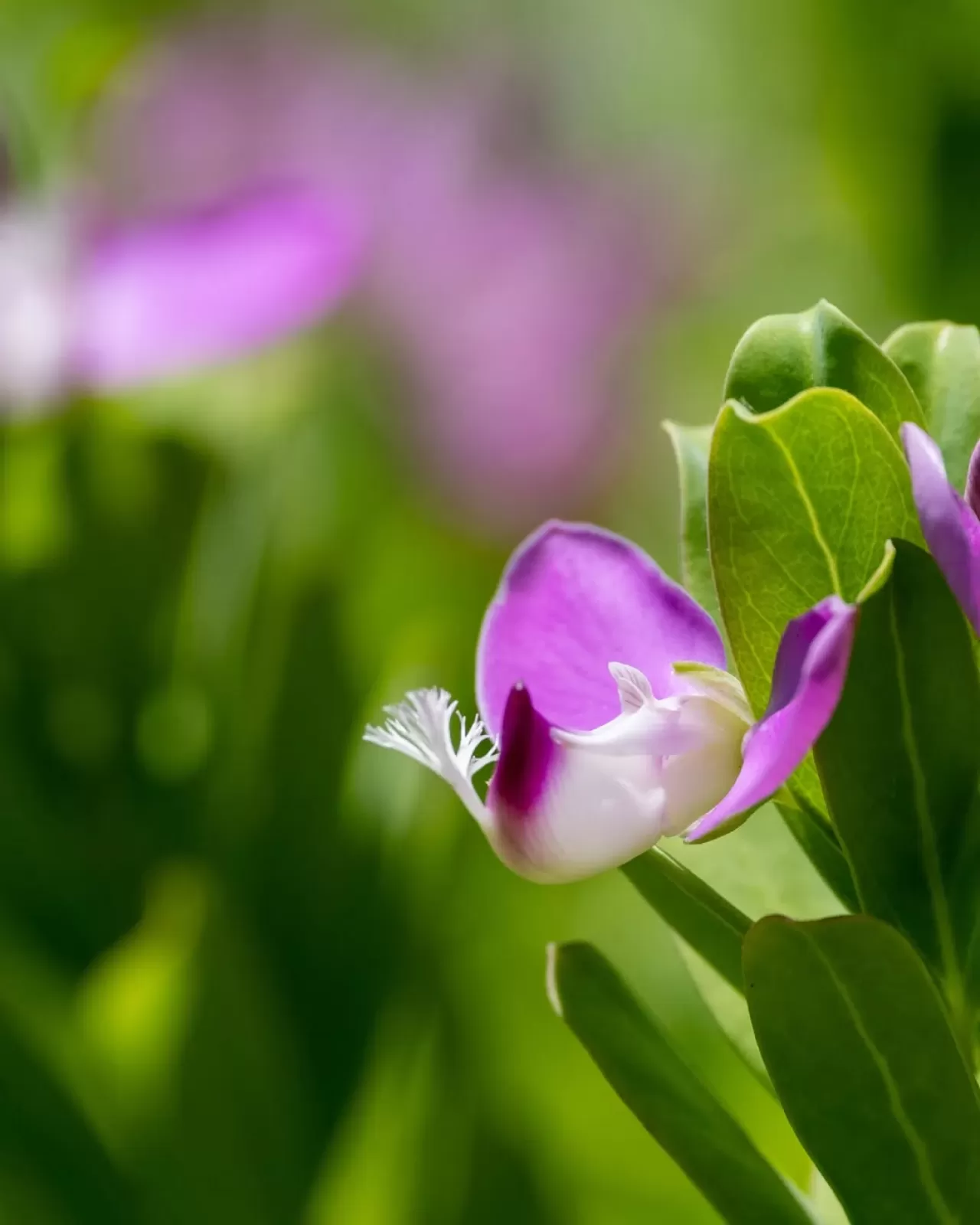 Royal Atlantis Spa & Resort, Baharın Tazeliğini Misafirleriyle Buluşturuyor