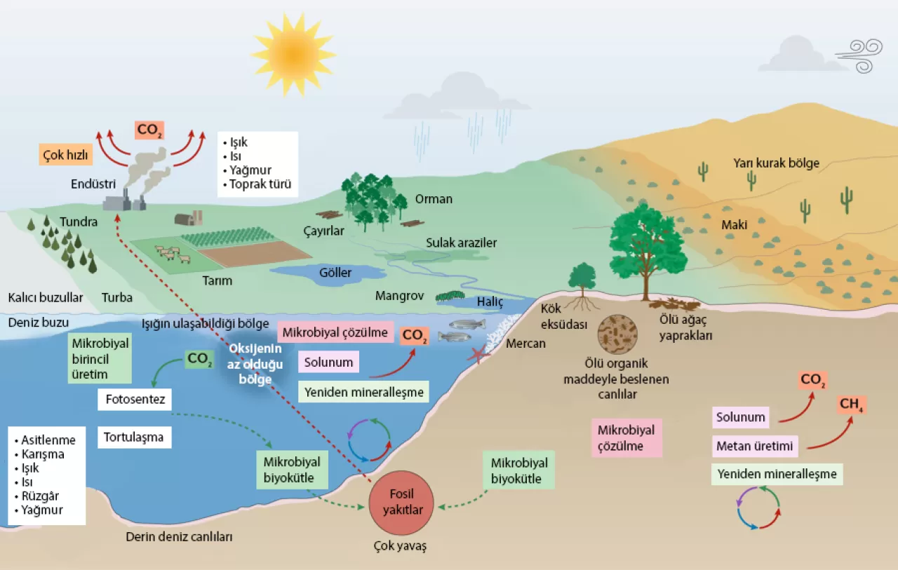 Kırsalda İklim Değişikliğinin Yıkıcı Etkileri: Çiftçilerin Gözünden Bir Analiz