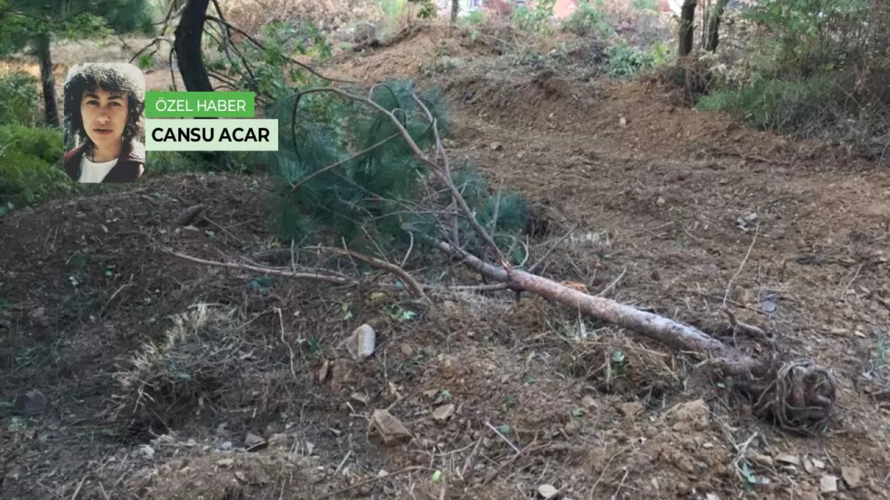 Rize'de Yeşil Altının Zorlu Dansı: İklim Değişikliği, Turizm ve Gelecek Mücadelesi