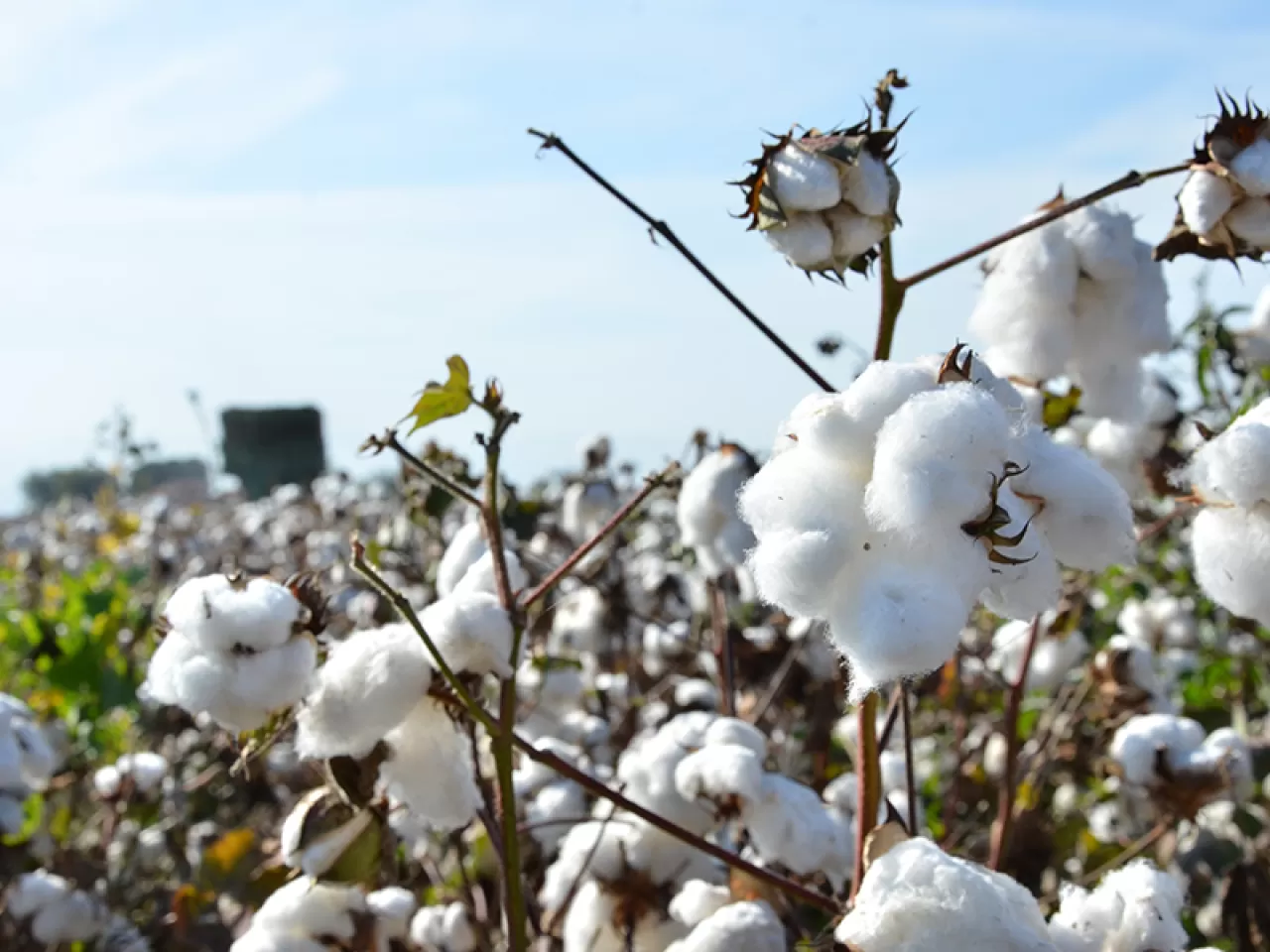 Denizli, Pamuk Üretiminde Türkiye Sekizincisi