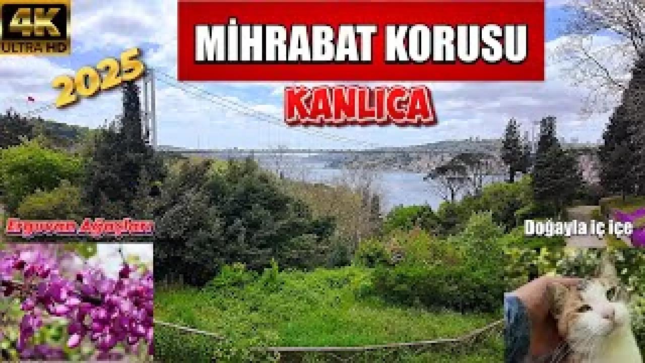 İstanbul'un Saklı Cenneti Mihrabat Korusu'nda Tarih ve Huzur Buluşması