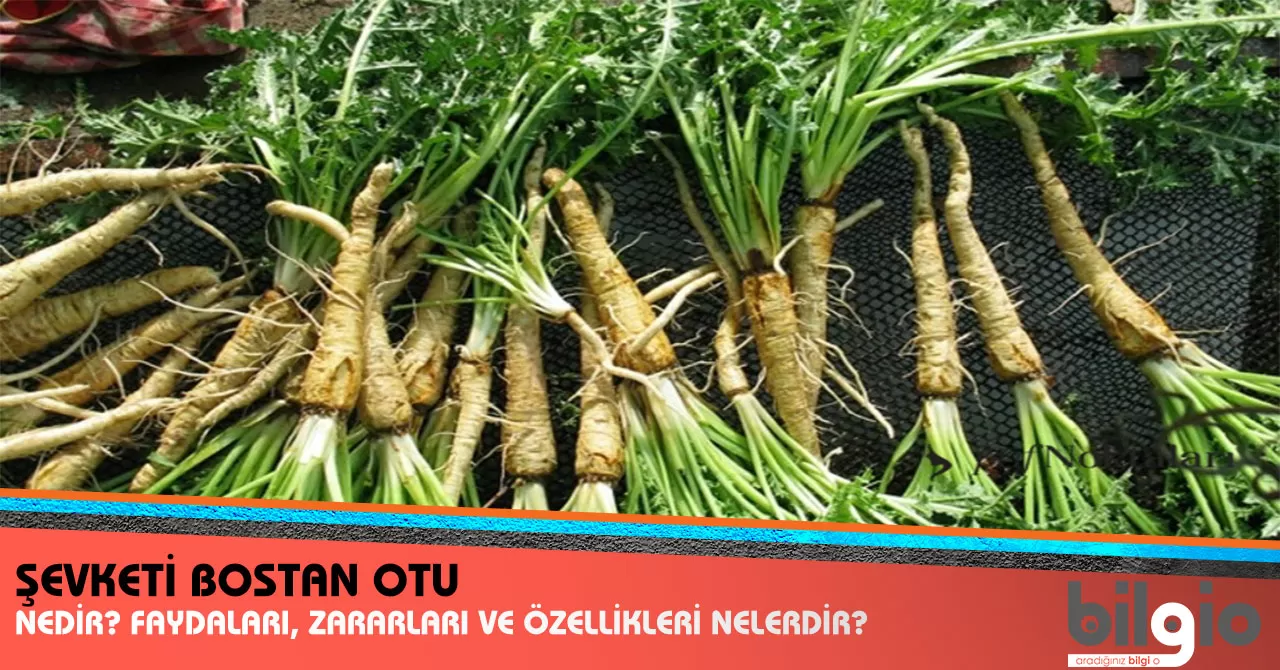 Ege'nin Kadim Lezzeti Şevket-i Bostan'ın Peşinde: Bir Gastronomi Seyahat Rotası