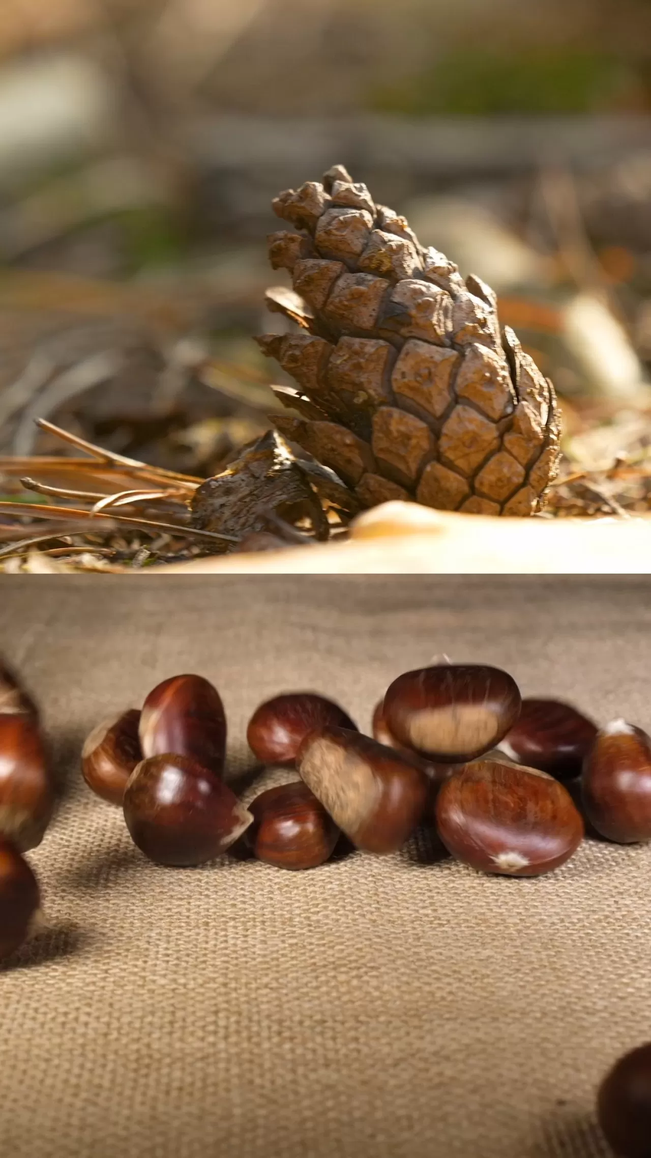 SwissOtel Uludağ Bursa, Doğadan İlham Alan Gastronomi Deneyimi Vaat Ediyor