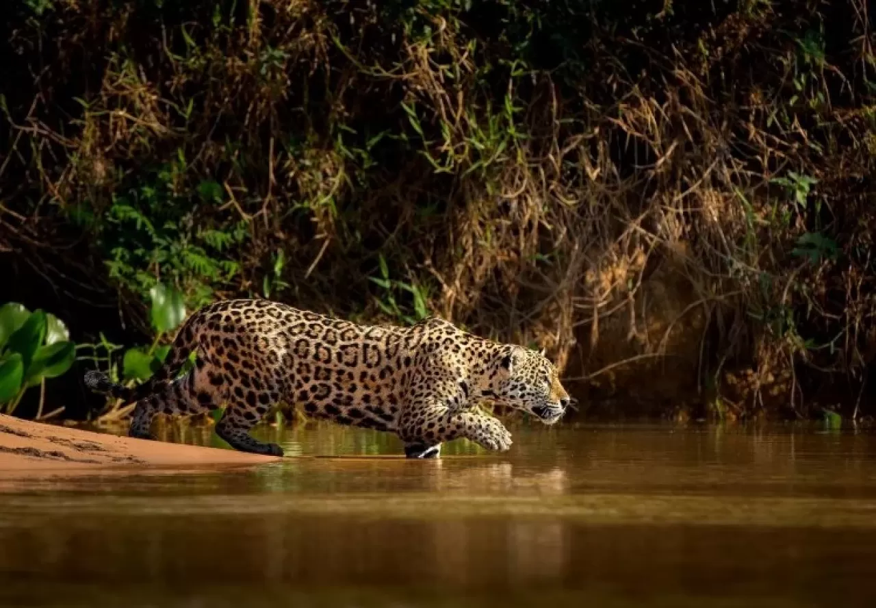 Jaguarlarla Yüz Yüze: Pantanal'ın Kurak Mevsimi Macera Turizminin Zirvesi