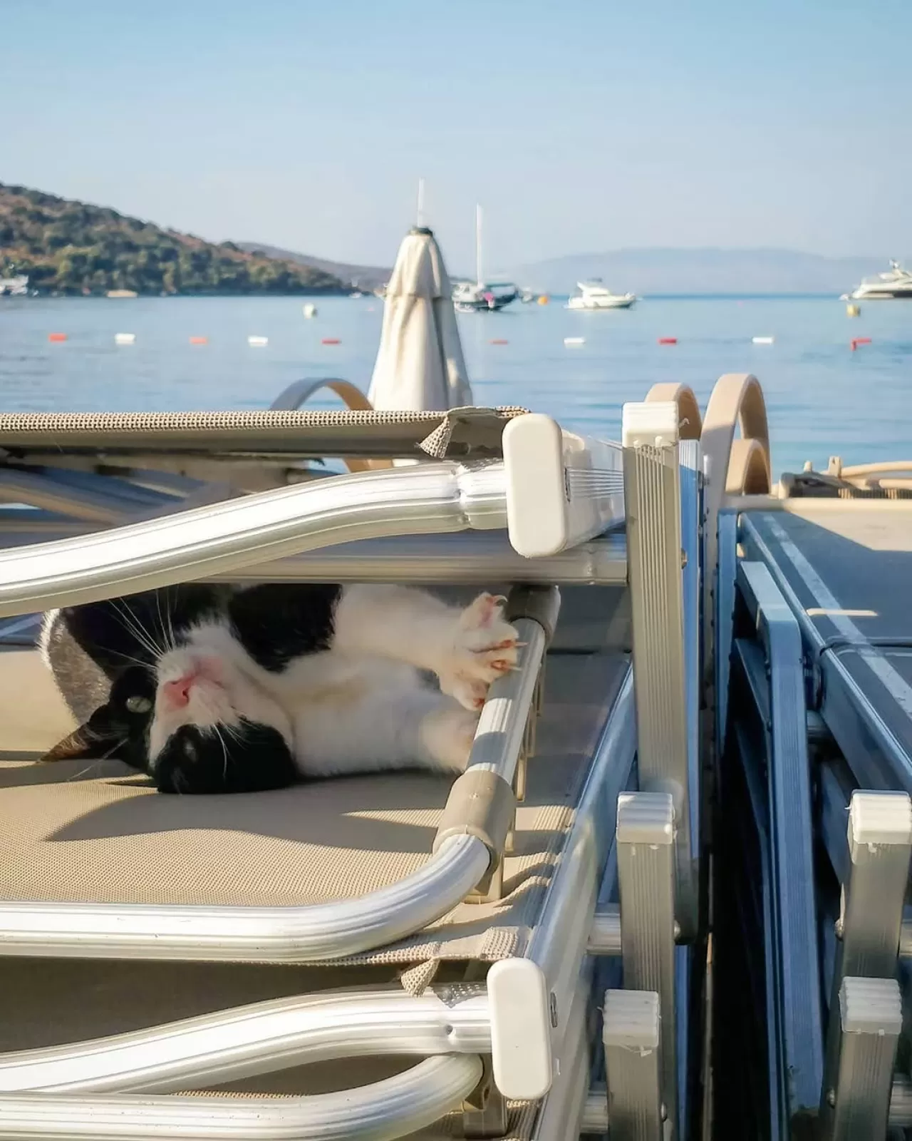 Bodrum'un Yeni Yıldızı: Sokak Kedisi Sosyal Medyayı Salladı