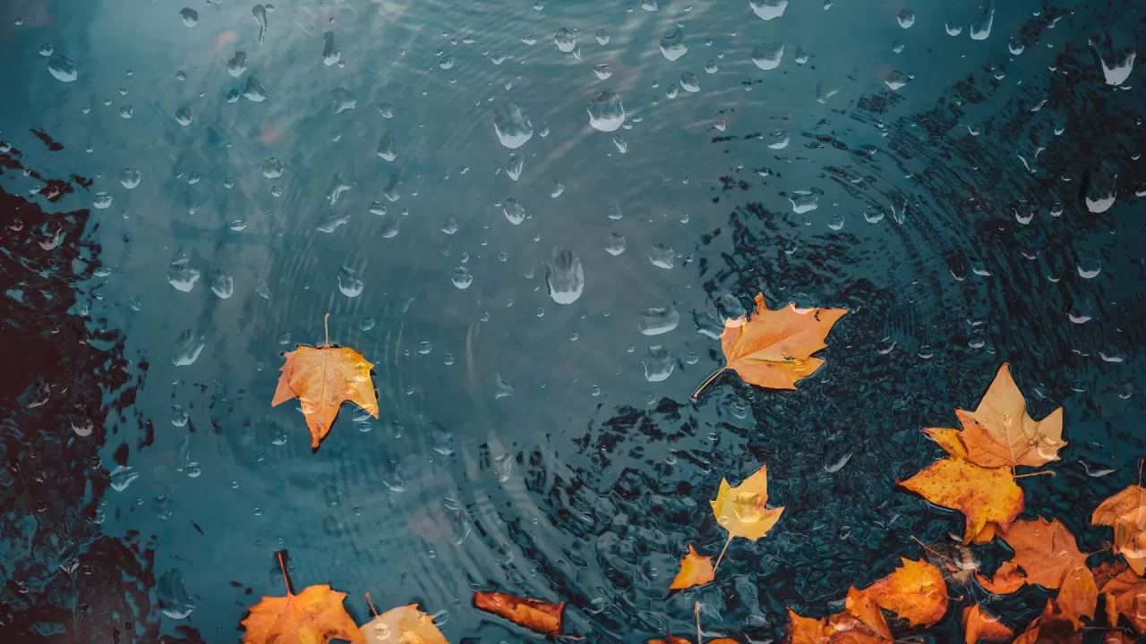 Bio-Akustik Terapi ile Doğanın Sesiyle Şifa Bulun: Stresi Azaltıyor, Odaklanmayı Artırıyor