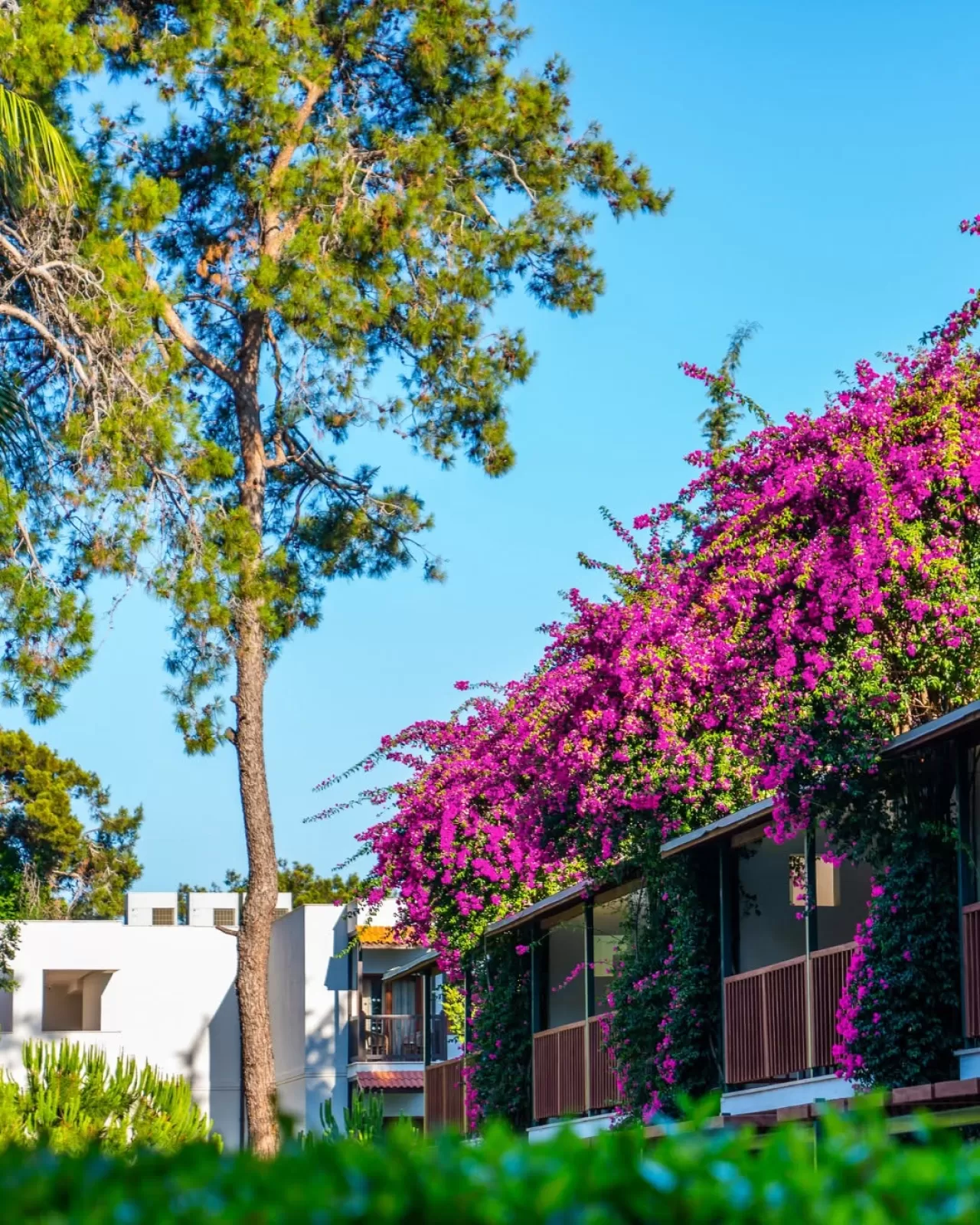 Hotel Turquoise, Begonvillerle Çevrili Odalarıyla Huzur Vaadediyor