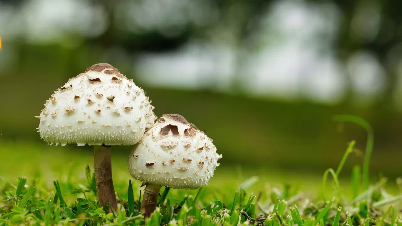 Mantarın Sihriyle Başkalaşan Tatil: Mikoturizm ile Doğanın Derinliklerine Yolculuk