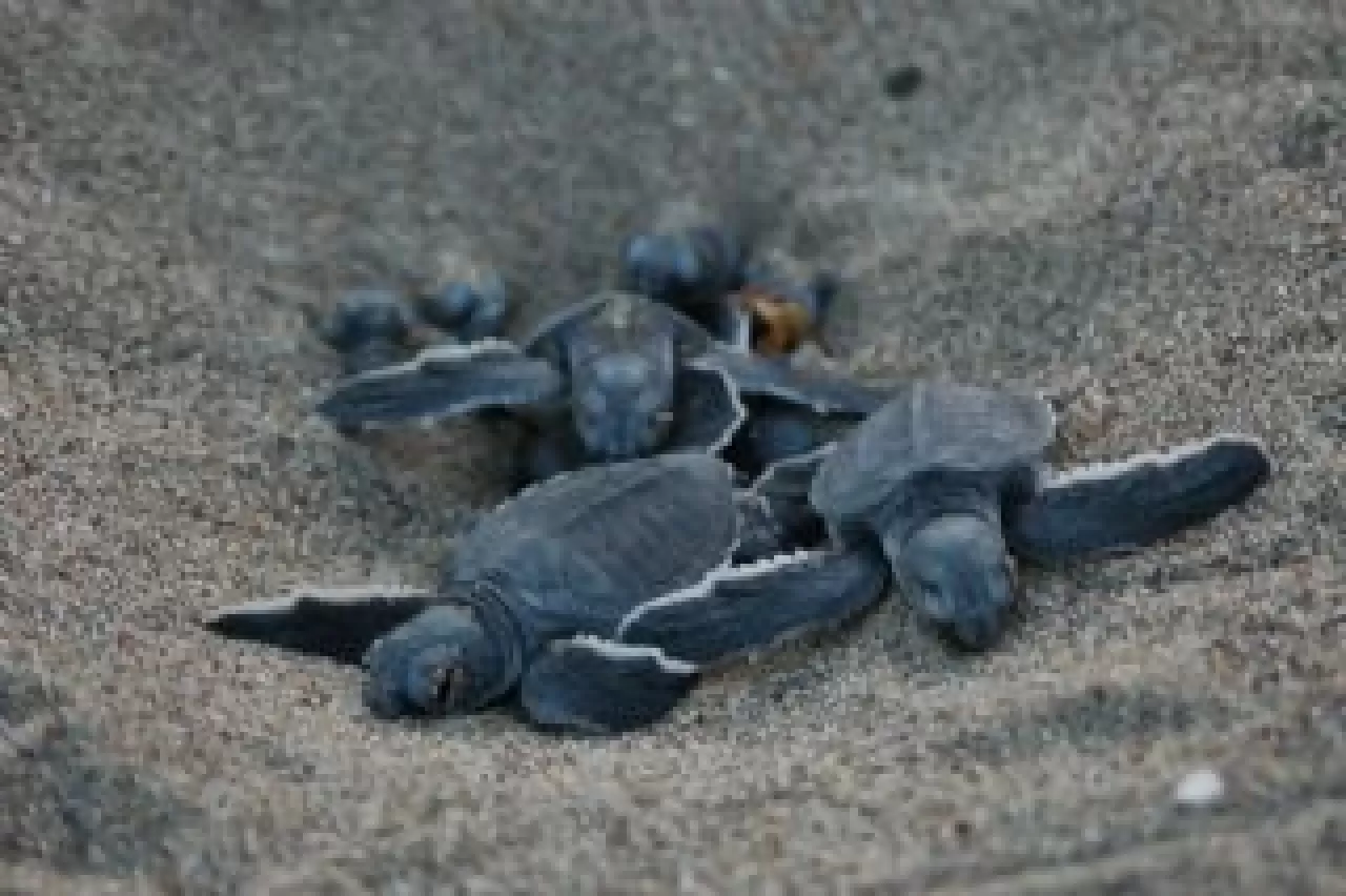 Tortuguero'da Yeşil Devlerin Dansı: Kaplumbağa Yuvalama Zamanı Geldi!