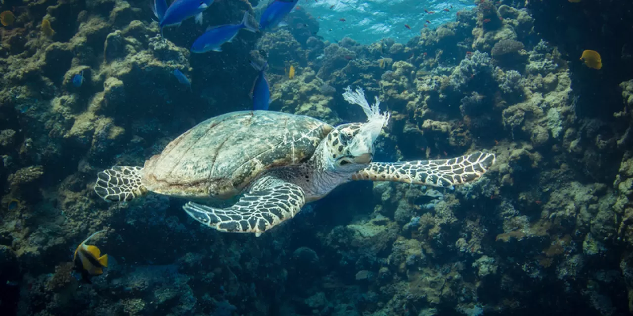 Akdeniz Tatilinde Görünmez Tehlike: Mikroplastikler Sağlığınızı Tehdit Ediyor