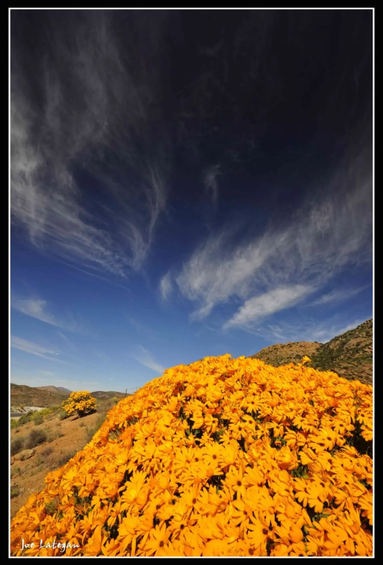 Namaqualand Çölü'nde Muhteşem Çiçeklenme: Ağustos'ta Görmeniz Gereken Doğa Harikası