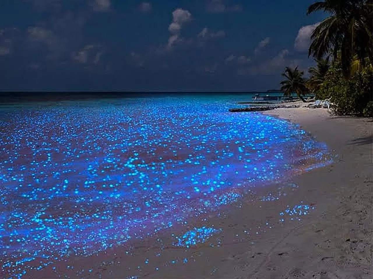 Geceyi Aydınlatan Doğa Harikası: Holbox Adası'nda Yıldız Işığı Planktonları Zamanı