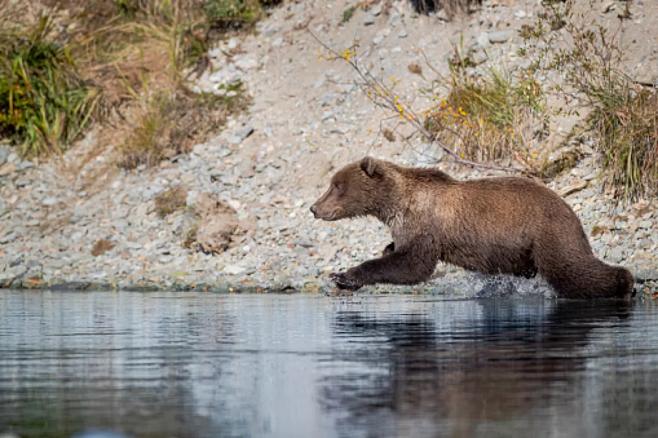 Yellowstone'un Gizemli Göçü: Somon Avı İçin Şimdi Tam Zamanı