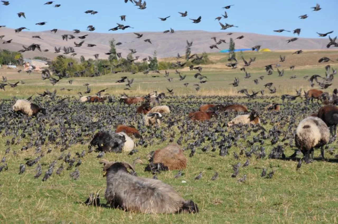 Gökyüzünün Hipnotik Dansı: Danimarka'nın 'Kara Güneş' Fenomeni Görülme Zamanı Geldi