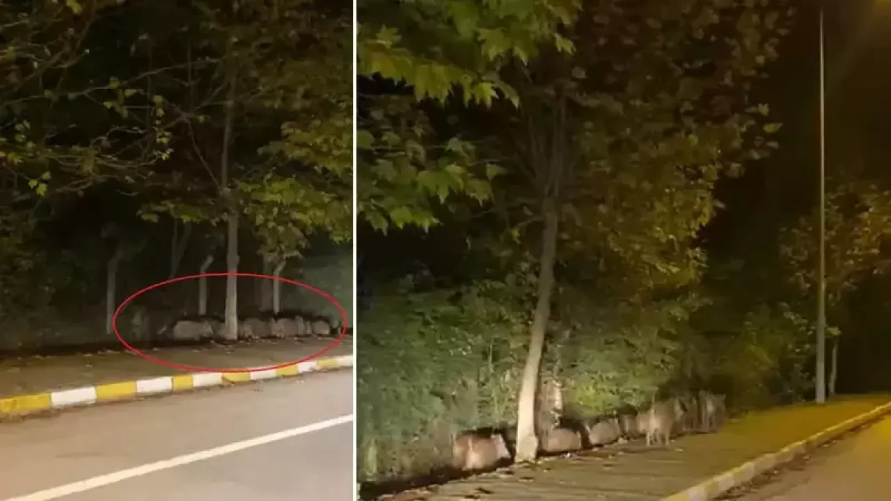 Gökyüzünden Hipnotik Bir Şov: Kara Güneş Zamanı Geldi