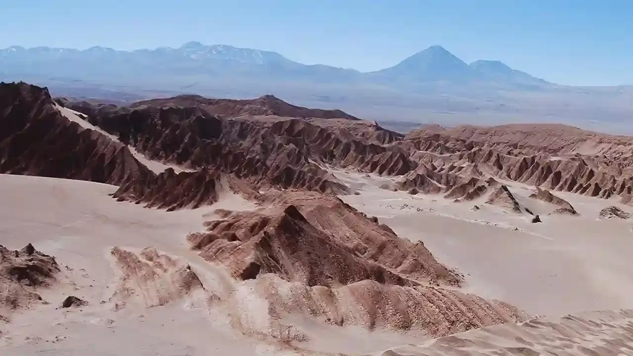 Atacama Çölü'nün Mucizevi Yüzü: Çiçeklenme Zamanı Geldi!