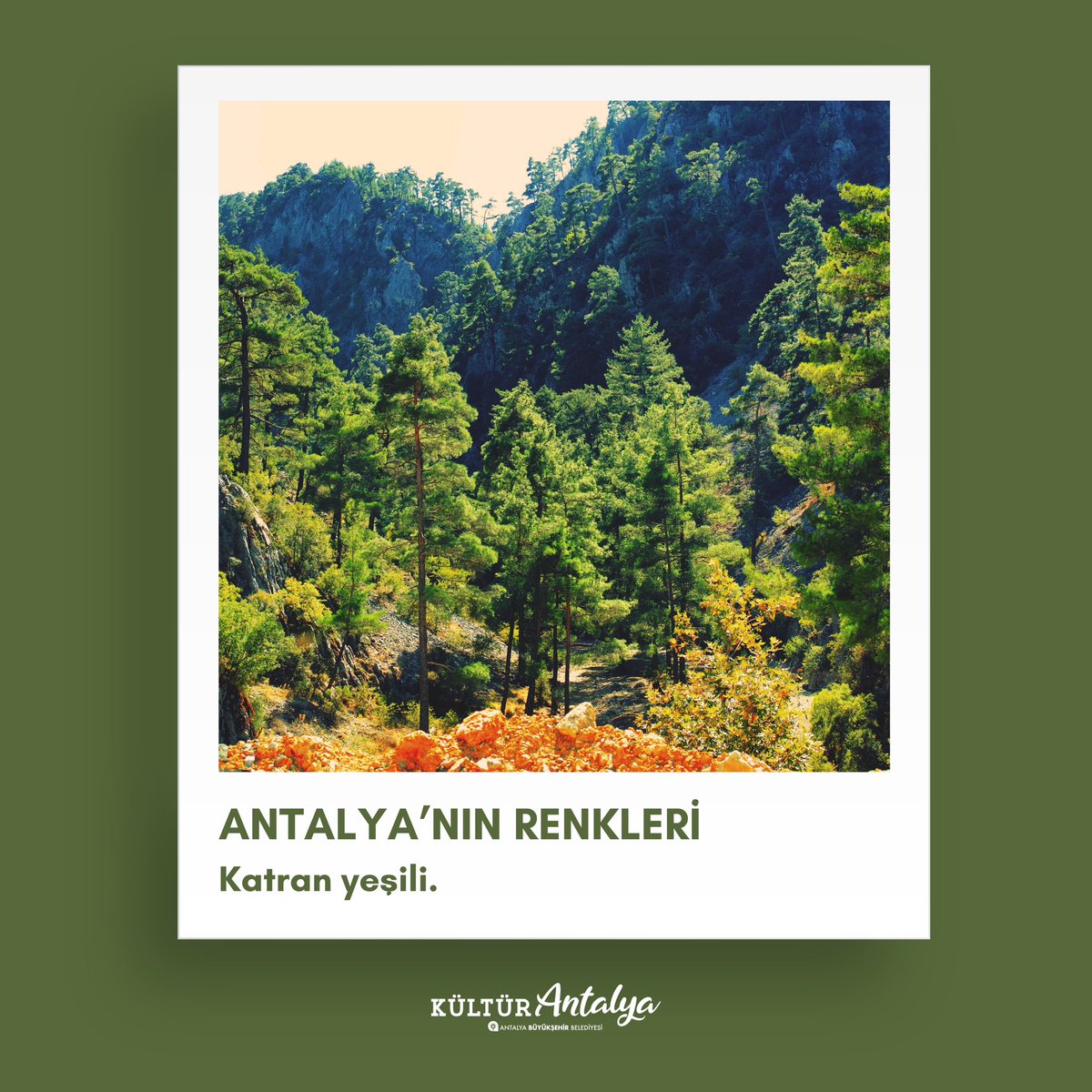 Antalya’nın Renkleri: Katran Yeşili