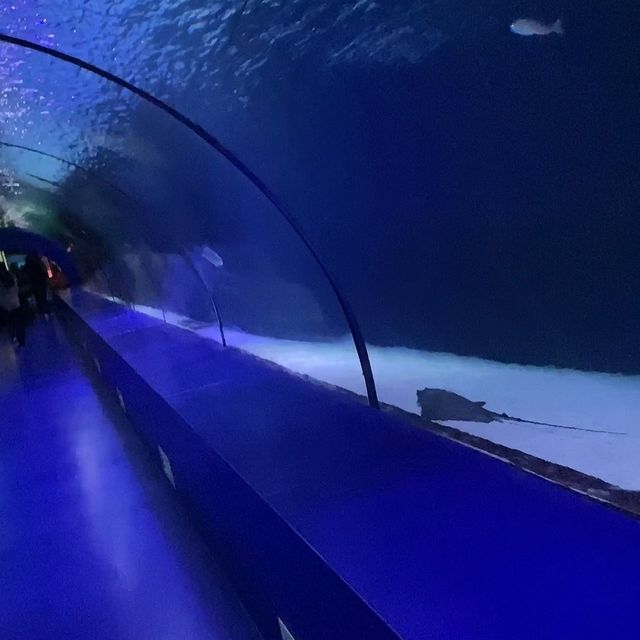 Antalya Aquarium: Deniz Altının Büyüleyici Dünyasını Keşfedin