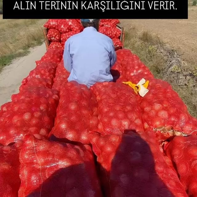 Toprağın Verimi: Alın Terinin Karşılığı