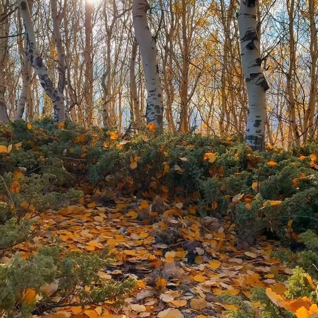 Sonbaharın Büyüsü Şebinkarahisar’da