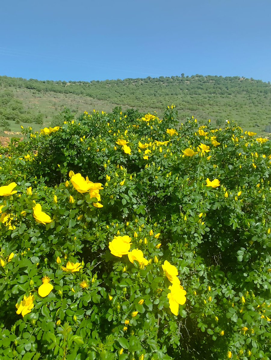 Mardin'in Savur İlçesinde İlkbahar Coşkusu