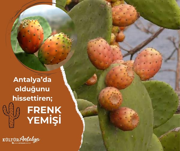 Antalya Sokaklarında Yazın Müjdecisi: Frenk Yemişi