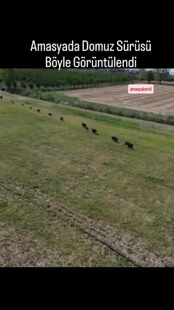 Amasya'da Drone ile Görüntülenen Domuz Sürüsü Panik Yaşadı