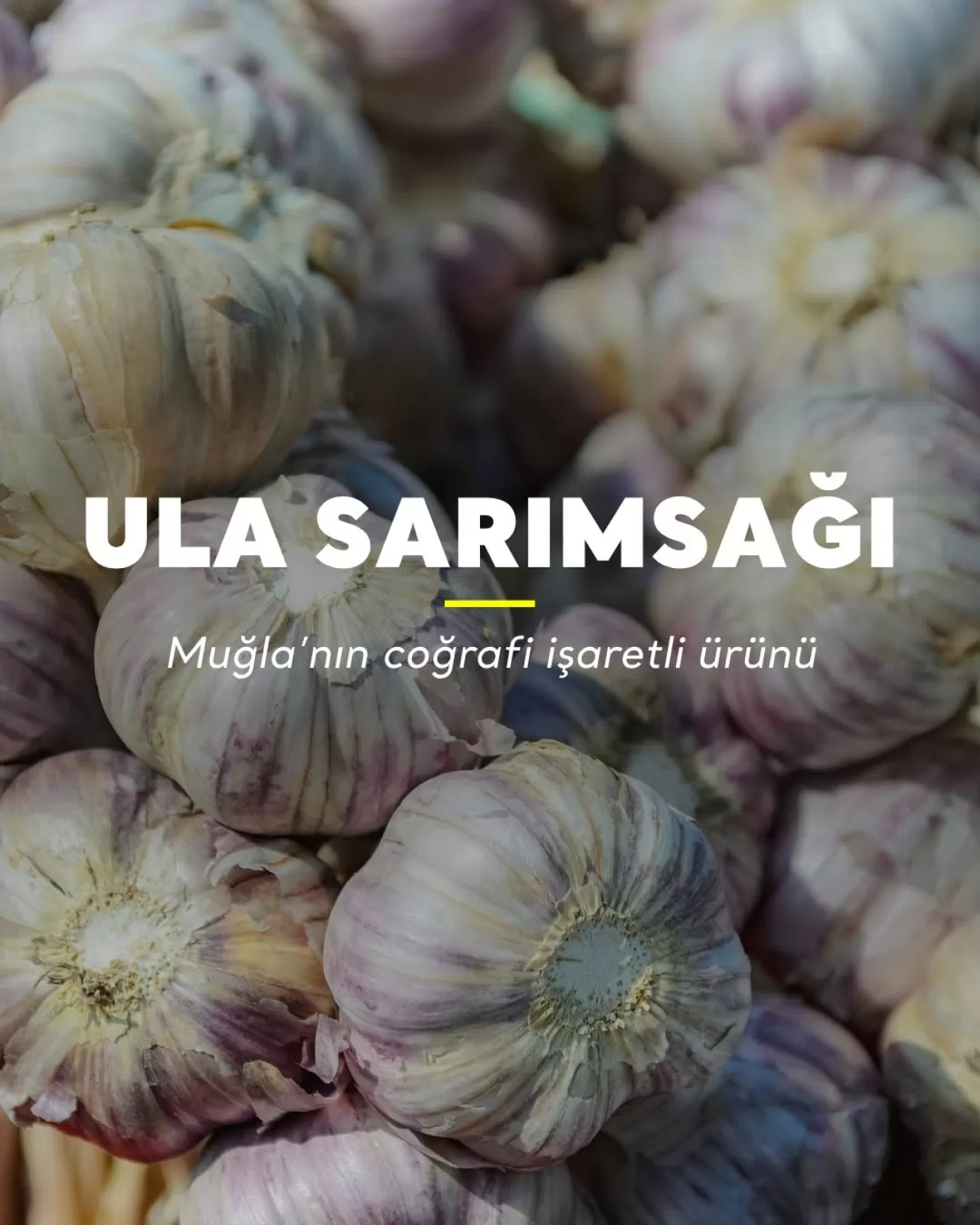 Ula'da Yetişen Sarımsak, Coğrafi İşaret Aldı