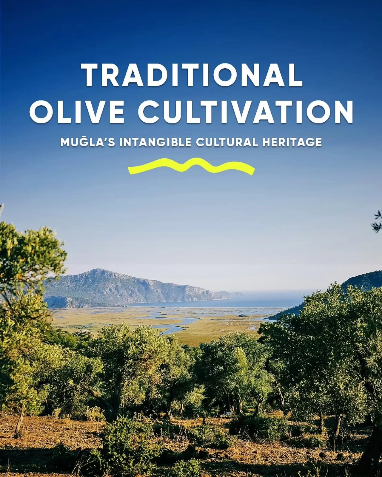Muğla'nın Yüzyıllık Zeytin Mirası, UNESCO Somut Olmayan Kültürel Miras Günü'nde Öne Çıkıyor