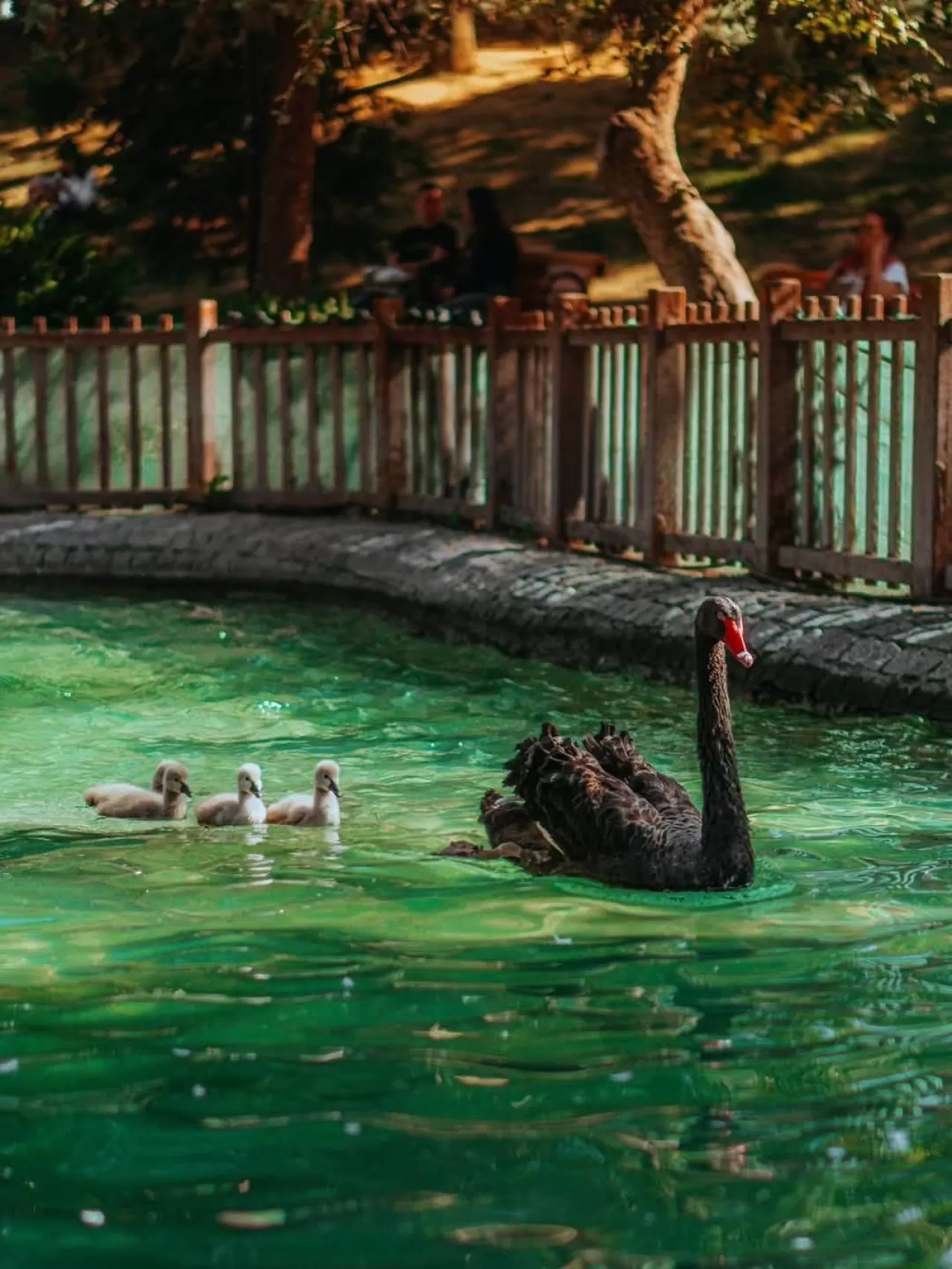 Ankara'nın Kalbinde Kuğulu Park, Kuğularıyla Şehrin Sembollerinden Biri Olmaya Devam Ediyor